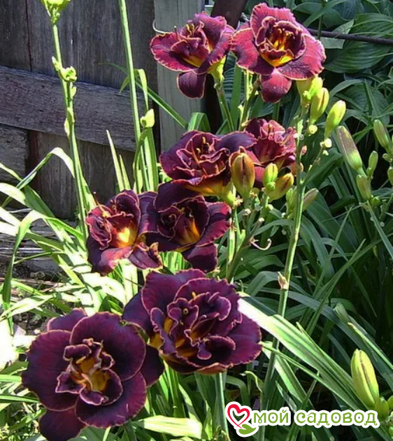 ЛИЛЕЙНИК ВУДУ ДЕНСЕР