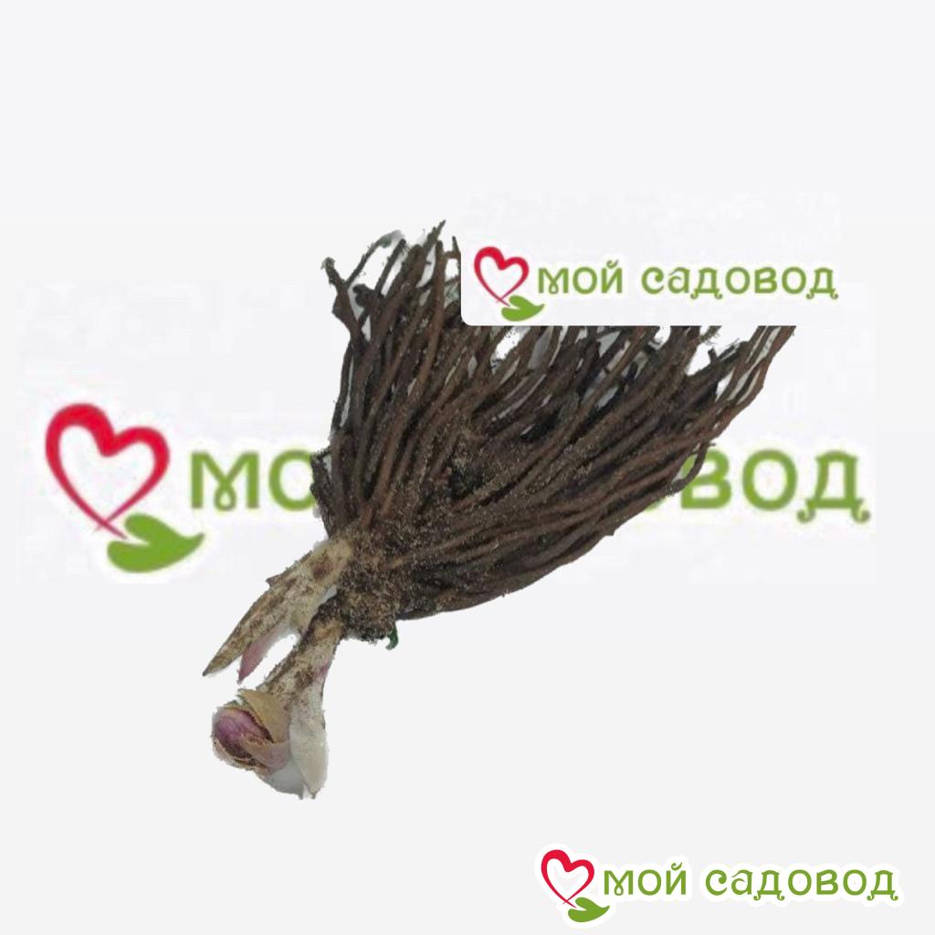 Хоста Мyнлит Серенэти