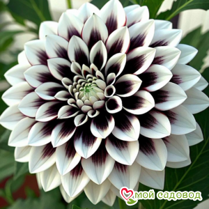 Георгин Крими Муар