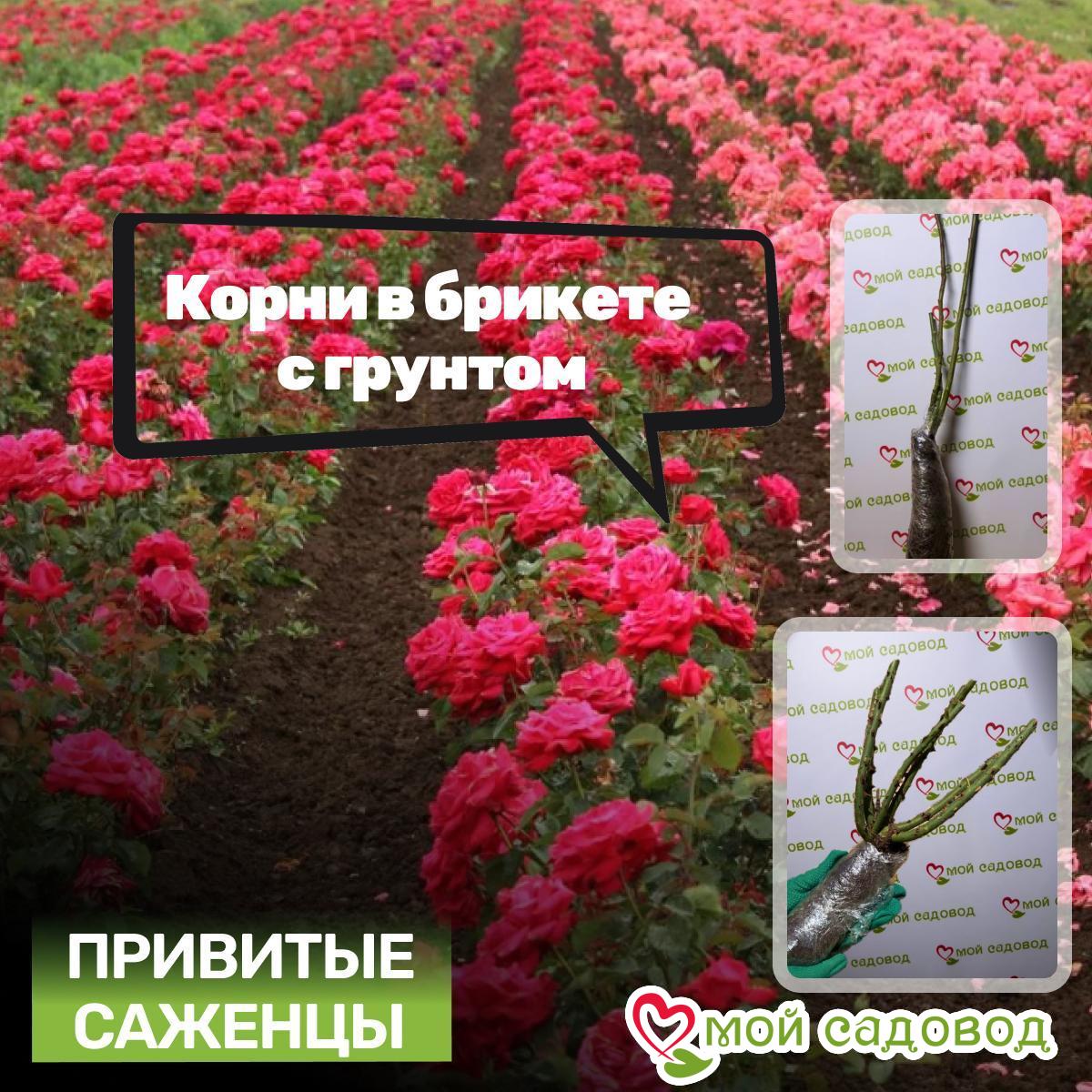 Роза Штамбовая Ринвич